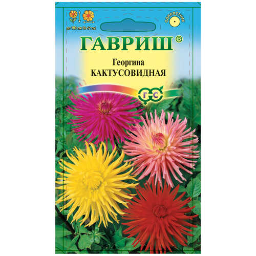 Георгина Кактусовидная, смесь георгина бригитта алида макси кактусовидная