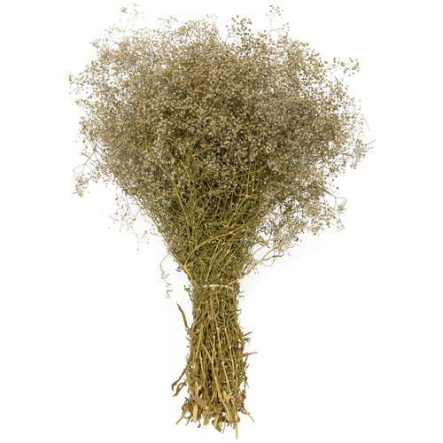 Гипсофила дикая 