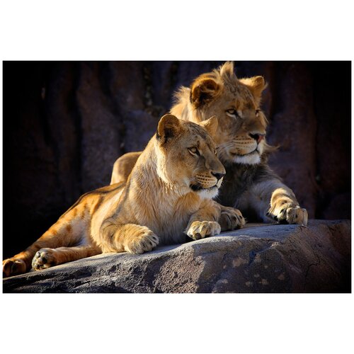 Фотообои Уютная стена Лев и львица на камнях 410х270 см Бесшовные Премиум (единым полотном)
