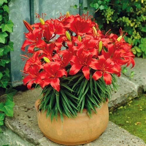 Лилия азиатская Ред Карпет; Луковица 5 шт.