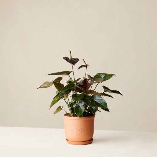 Комнатные растения в горшках Roots Flowers Антуриум Блэк d17