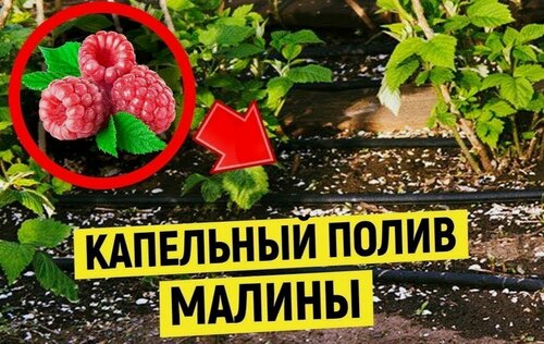 Изображение товара Капельная трубка Zelna, d16мм, шаг отверстий 30 см, длина шланга 100 м