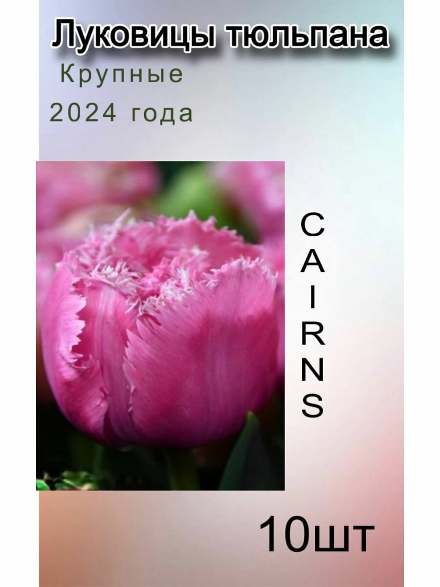 Луковицы Тюльпана Cairns ( 10 шт)