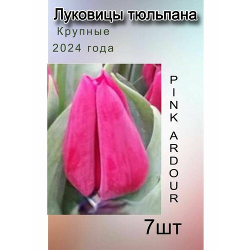 Луковицы Тюльпана Pink Ardour ( 7 шт)