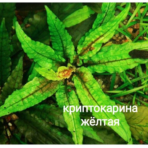 Криптокарина желтая-аквариумное растение для переднего плана