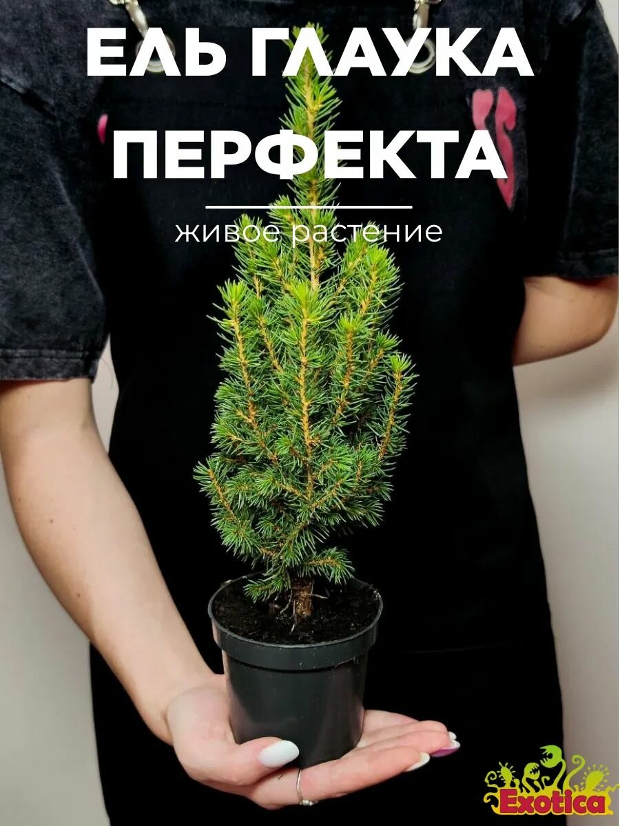 Ель Глаука Перфекта (Picea Glauca Perfecta) D9см живое растение