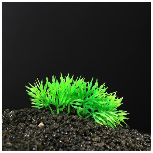 Растение аквариумное Пижон Аква искусственное, на камне, 5 x 4 x 7 см (MW-SC766) пижон аква растение искусственное аквариумное 10 см фиолетово зелёное
