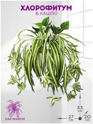 Искусственное растение Хлорофитум в кашпо 33 см от ФитоПарк