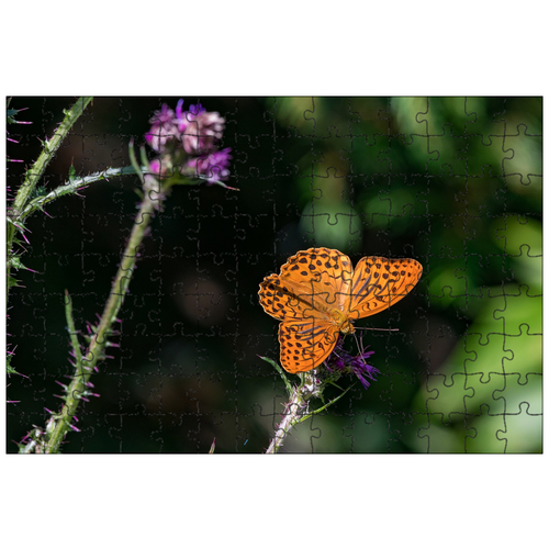 фото Магнитный пазл 27x18см."императорское пальто, бабочка, мужской" на холодильник lotsprints