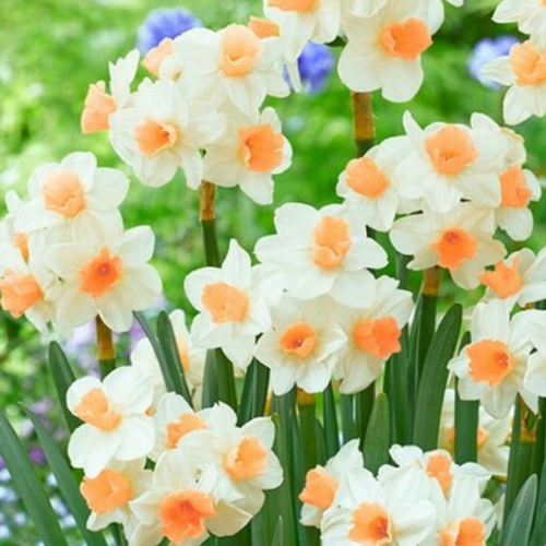 Луковицы Нарцисса KAPITI PEACH ( 3 шт )