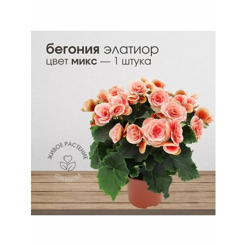 Живое растение Бегония Элатиор