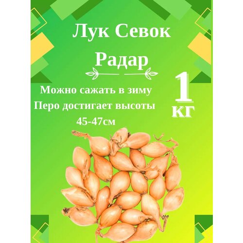 Лук севок сорт Радар 1 кг 550₽