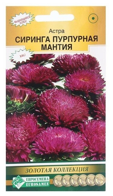Семена Цветов Астра сиринга Пурпурная мантия 01 г