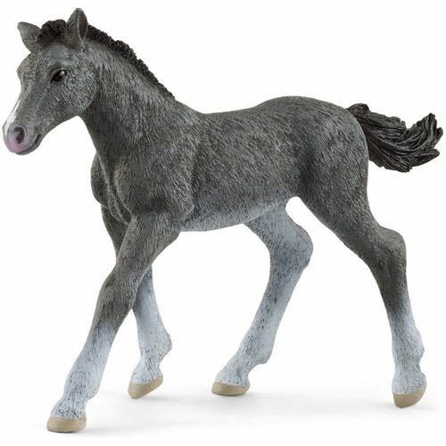 Животное тракенский жеребенок животное французский жеребенок selle francais foal