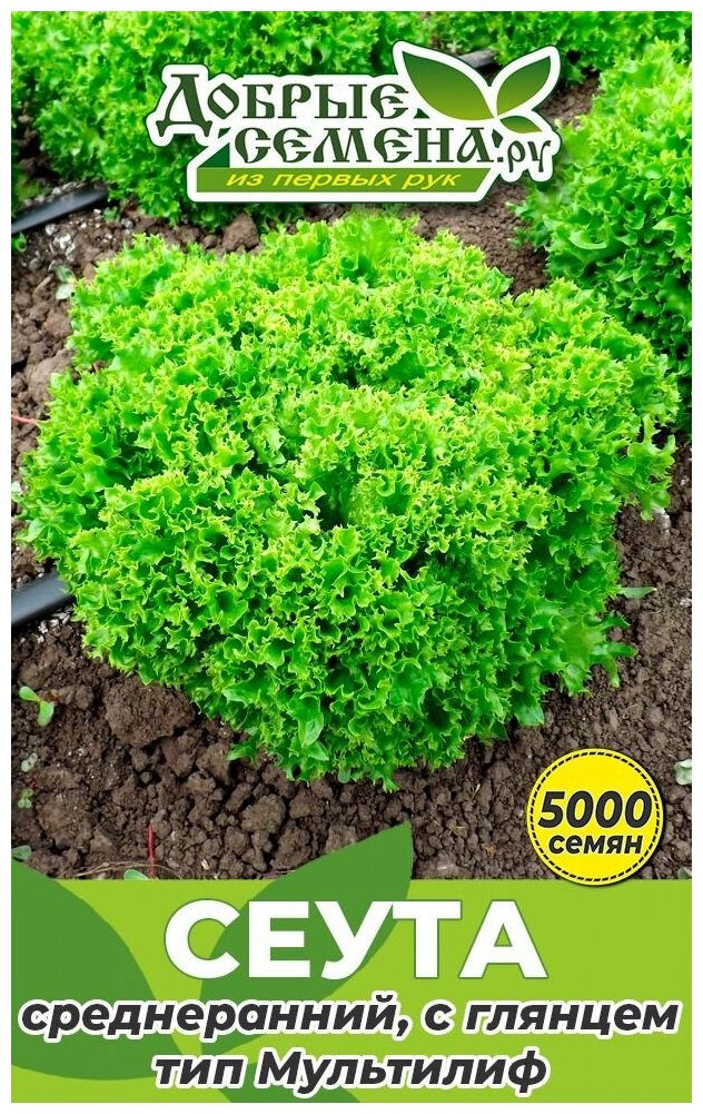Семена салата Сеута - 5000 шт - Добрые Семена. ру