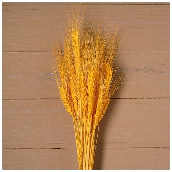 Сухой колос пшеницы набор 50 шт цвет жёлтый сухоцветы для декора