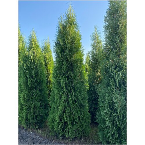 Туя западная Колумна PREMIUM, 260-300см, ком в сетке туя западная колумна thuja occidentalis крупномер саженец 140 160 см 4 5 лет ком закрытая зкс