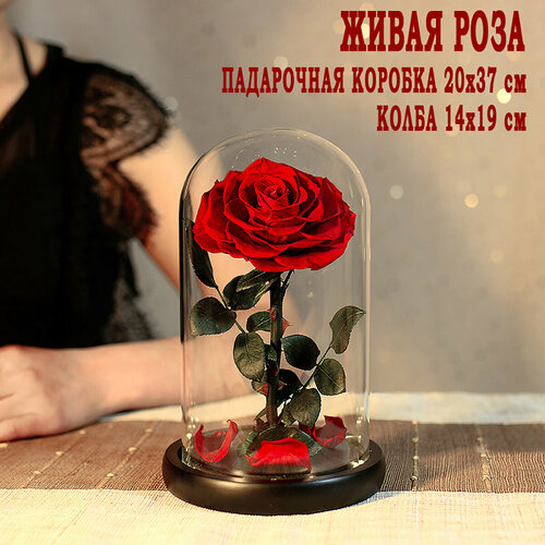 Роза вечная в колбе TheRoseDome | Стабилизированные цветы I красная