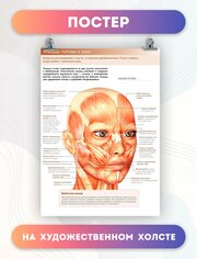 Постер на холсте анатомия мышцы головы и шеи биология больница 30х40 см