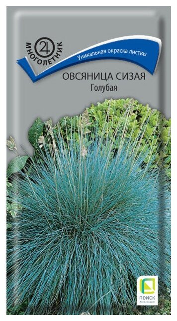 Семена Овсяница сизая Голубая 01г для дачи сада огорода теплицы / рассады в домашних условиях