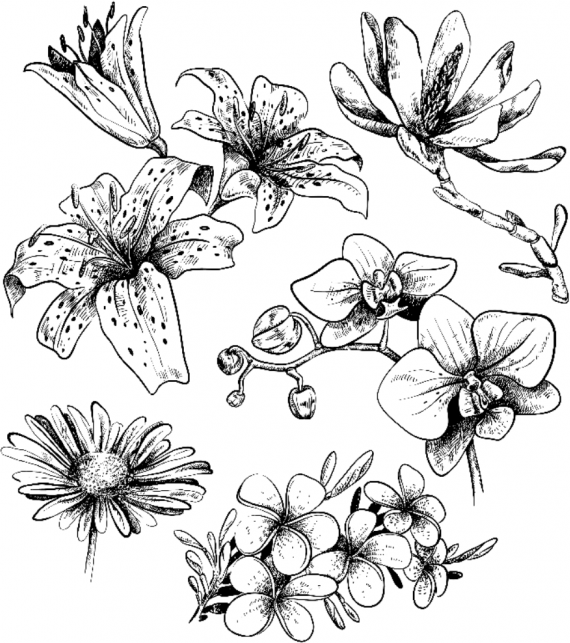 Удивительные цветы (Лиана Мэй) - фото №11