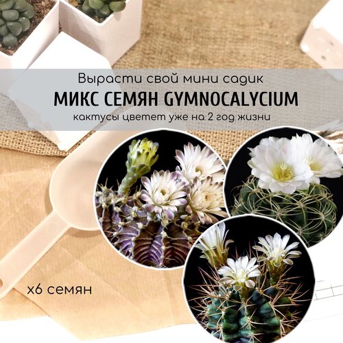 Семена кактусов с белыми цветами Gymnocalycium от Бюро семян суккулентов / Микс из 6 семян