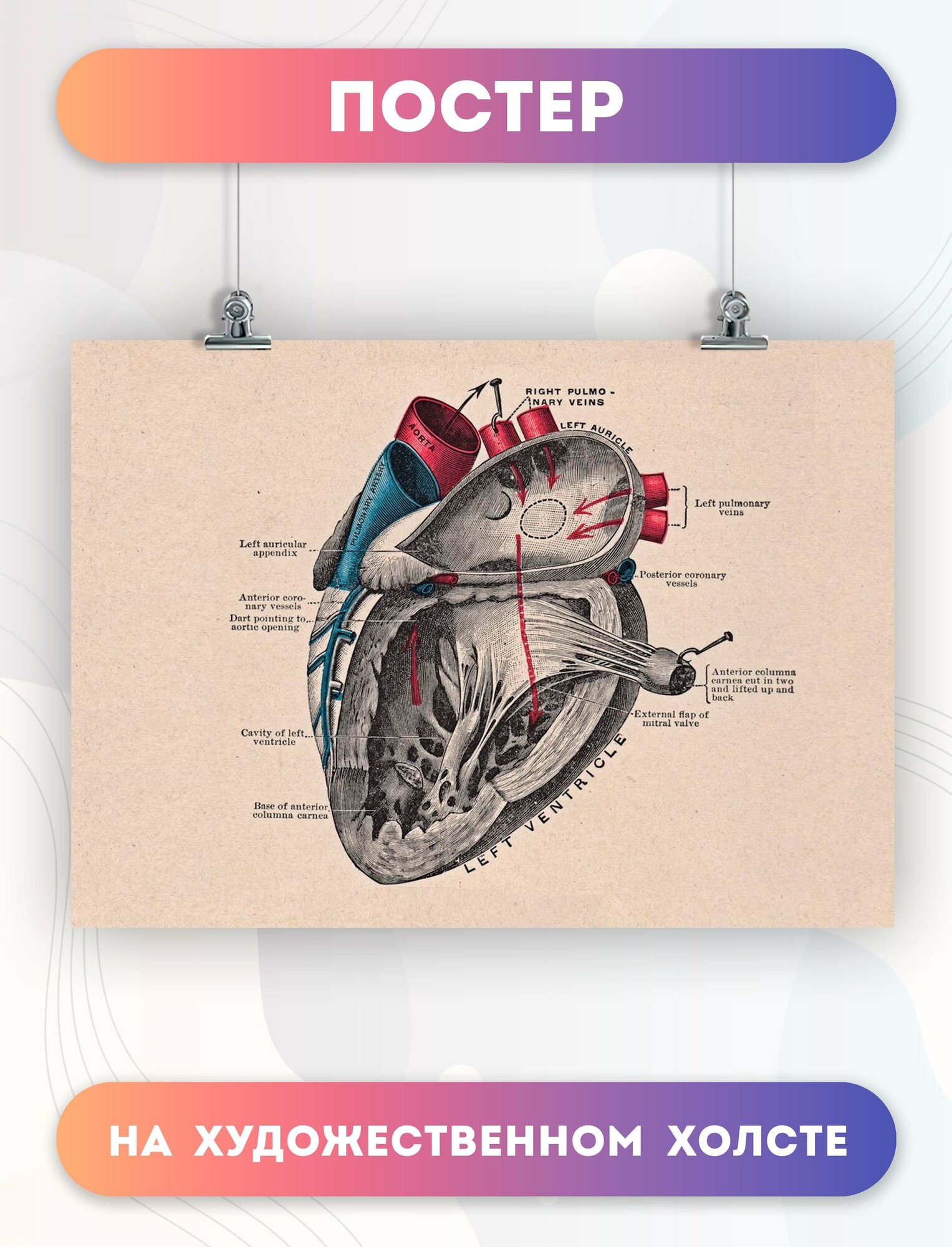 Постер на холсте анатомия сердца биология (3) 30х40 см