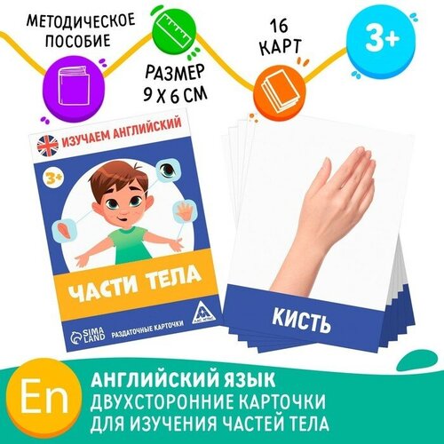 ЛАС играс Раздаточные карточки «Изучаем английский. Части тела», 3+