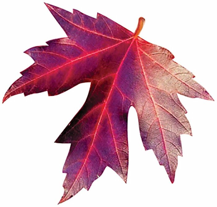 Осенний декор "Листья", 18 см, 10 шт, для украшения на праздник осени