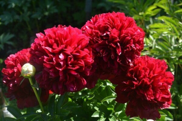 Пион Ред Грейс 1 шт