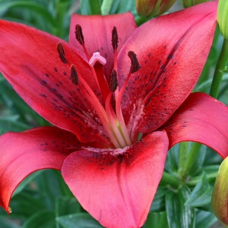 Лилия Ориджинал Лов 1 шт.