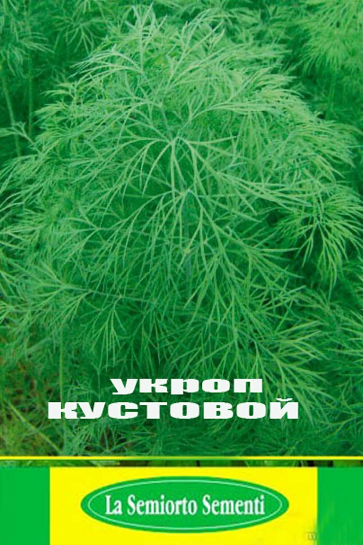 Укроп Кустовой, лучший на зелень! Семена 1000 штук