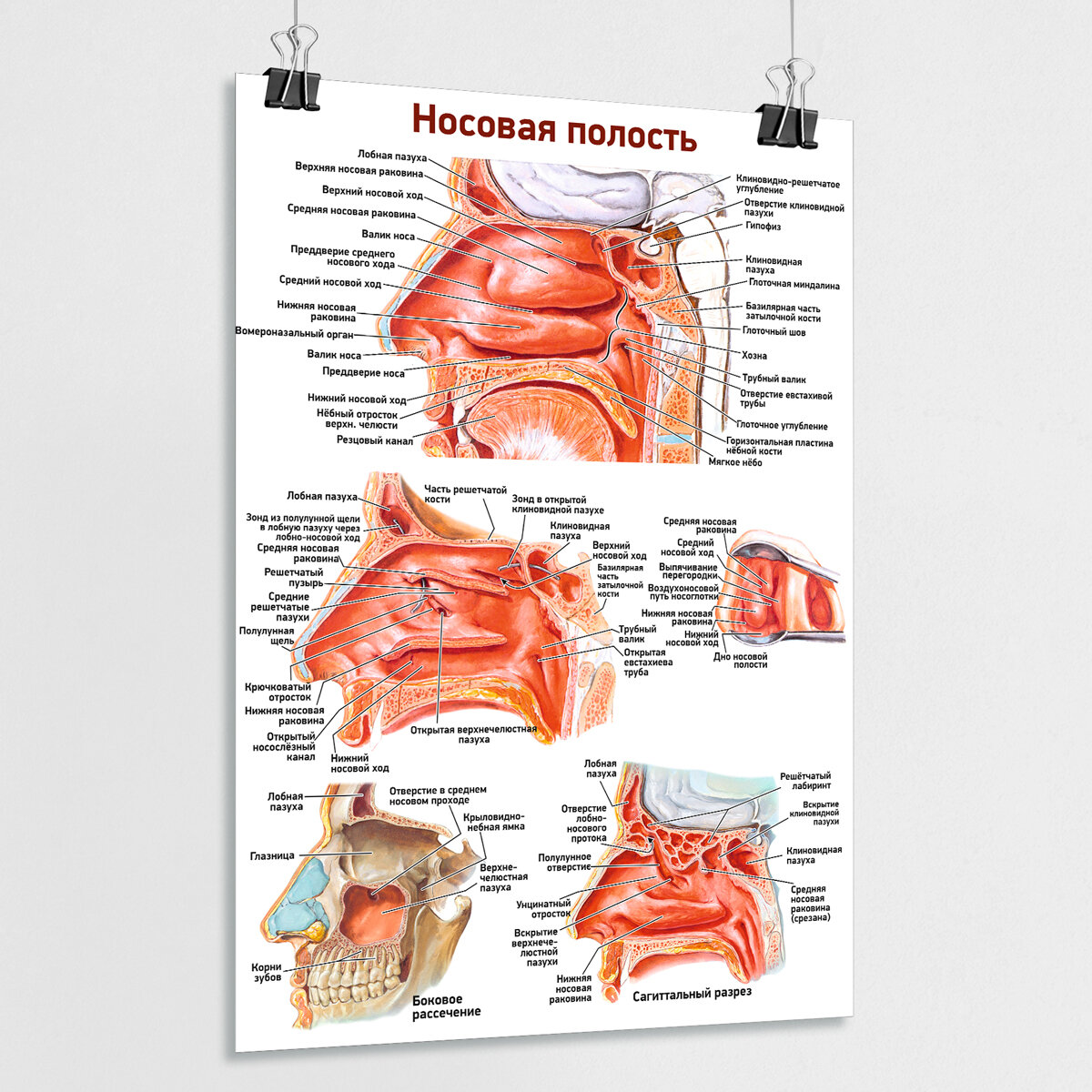 Плакат "Носовая полость", А-1 / Обучающий медицинский постер ламинированный 60x84 см.