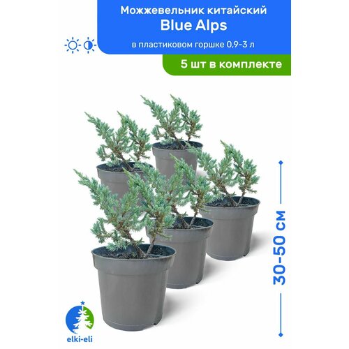 Можжевельник китайский Blue Alps (Блю Альпс) 30-50 см в пластиковом горшке 0,9-3 л, саженец, хвойное живое растение, комплект из 5 шт можжевельник китайский блю альпс ø19 см h40 60 см