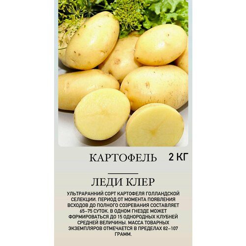Картофель семенной клубни для посадки белый