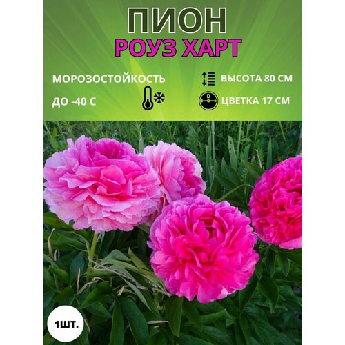 Пион махровый , корень саженец для посадки