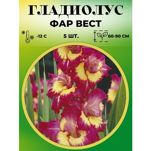 Гладиолус Фарвест 5штук