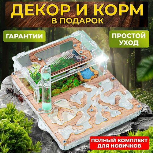 Муравьиная ферма "Древесная" ВСЕ включено Стандарт / Формикарий для муравьев