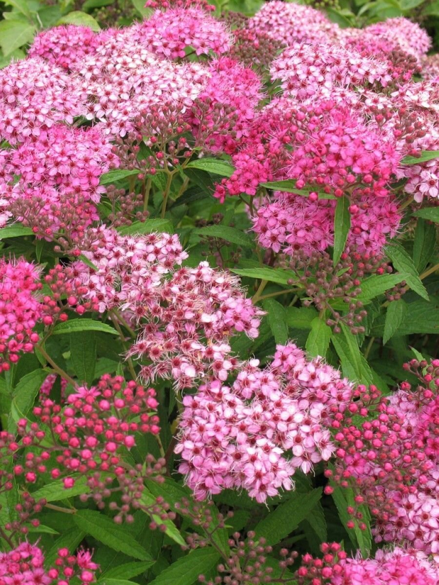 Спирея Бумальда семена 30 штук