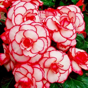 Основная фотография от вендора