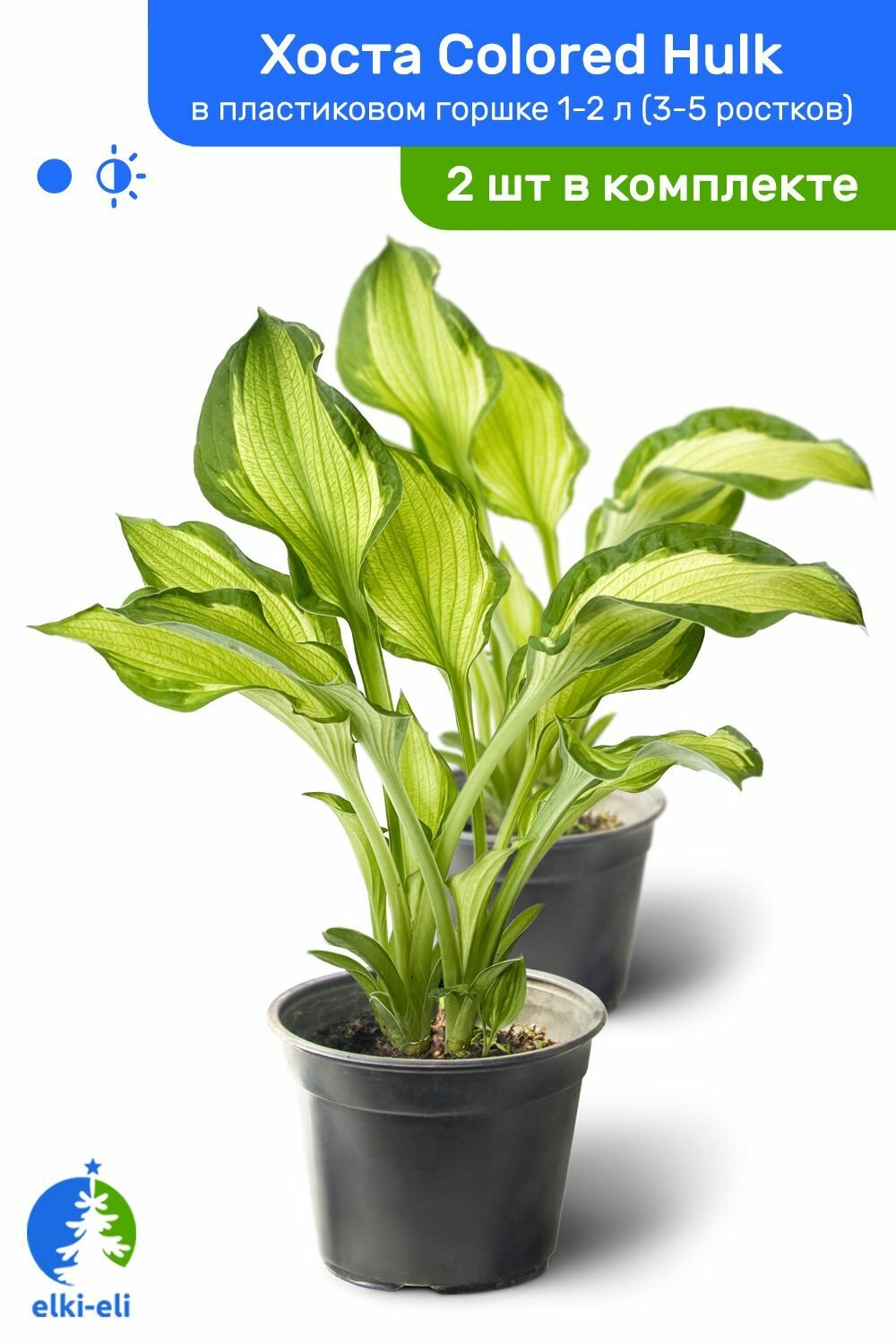 Хоста Colored Hulk (Колоред Халк) в пластиковом горшке 1-2 л травянистый многолетник саженец комплект из 2 шт