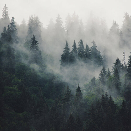 Моющиеся виниловые фотообои GrandPiK Лес в тумане, 300х300 см