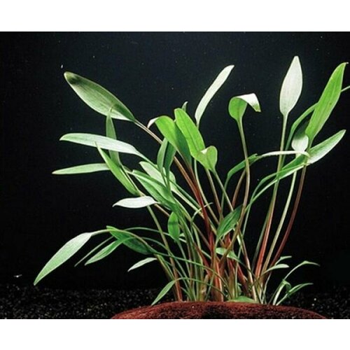 Аквариумное растение Криптокорина блестящая