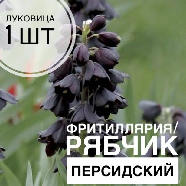 Фритиллярия рябчик Персидский