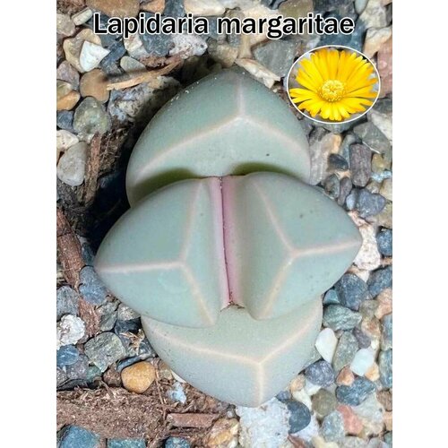 Суккулент Lapidaria margaritae - набор для выращивания (семена, грунт, горшочек, инструкция по посеву)