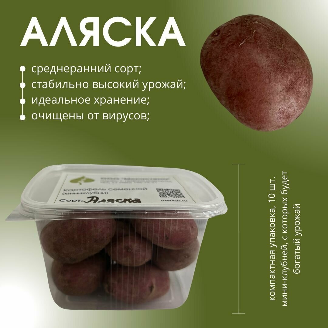Мини-клубни "Аляска", семенной картофель. - фотография № 2