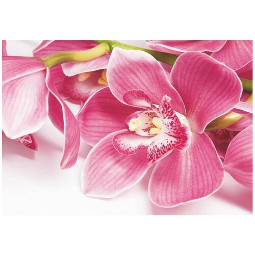 Фотообои Bellissimo "Орхидея ", 4 листа 200Х140 cм