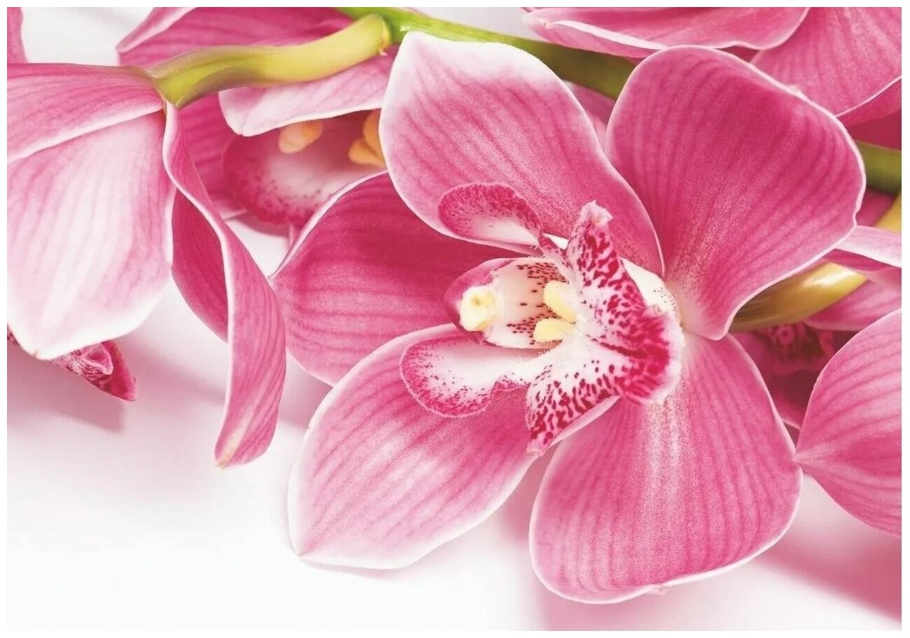 фото Фотообои Bellissimo "Орхидея ", 4 листа 200Х140 cм