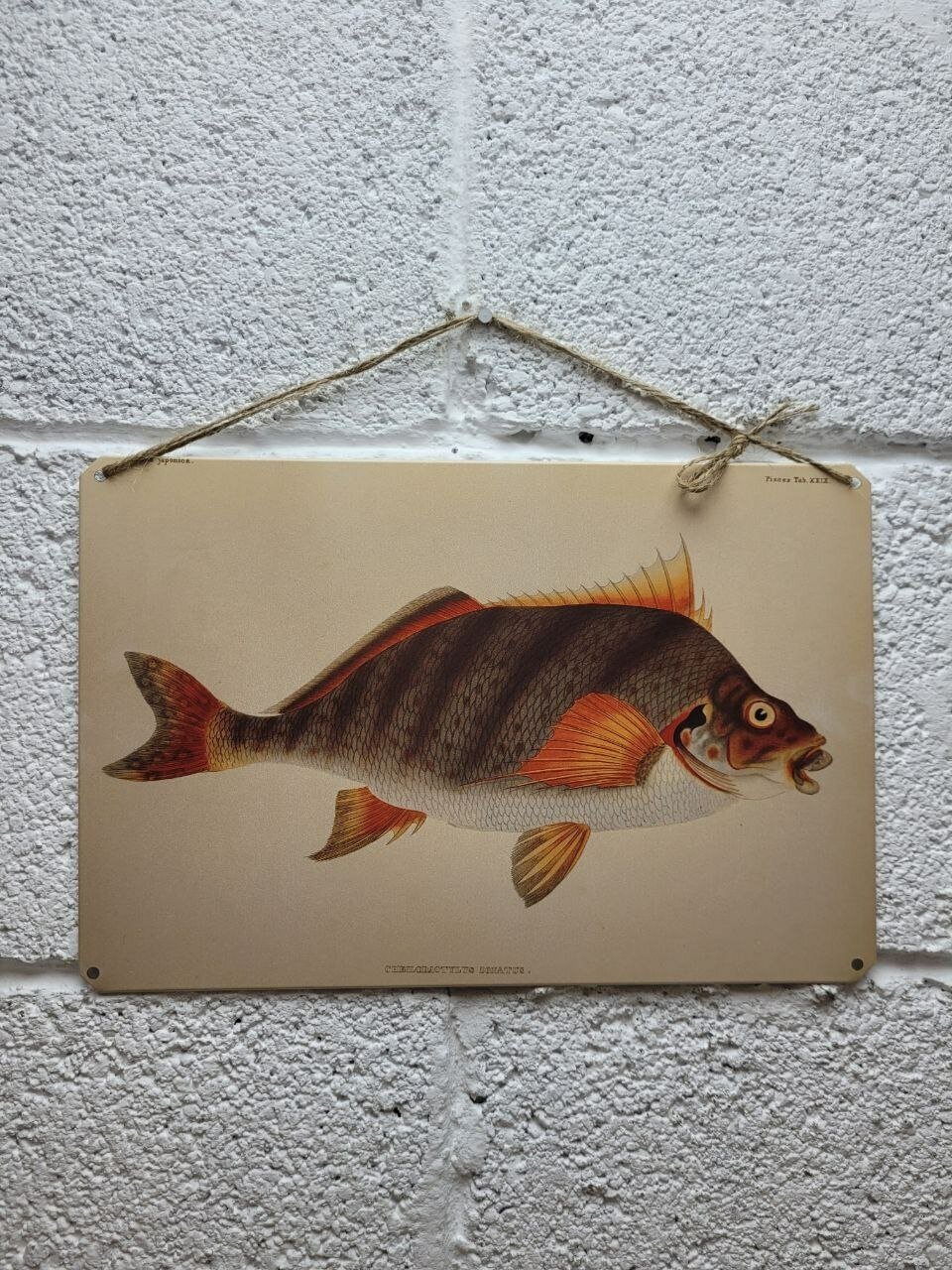 Речной окунь, рыбы постер 20 на 30 см, шнур-подвес в подарок