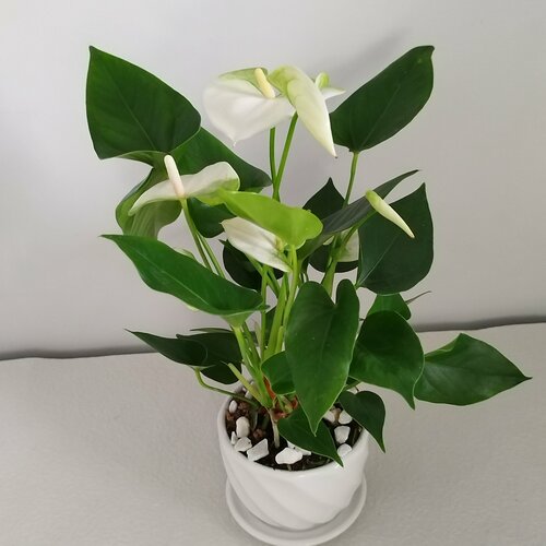 Антуриум White